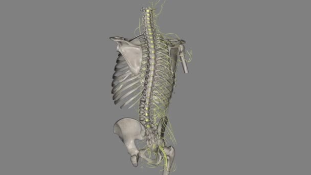 交感神经干是一束成对的神经纤维 从颅底一直延伸到脊髓 — 图库视频影像