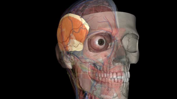 Temporalis Wide Fan Shaped Muscle Located Each Side Skull — Stock Video