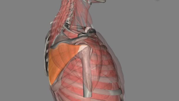 纺锤下肌是一种厚的三角形肌肉 占据了肩胛骨的大部分下窝 — 图库视频影像