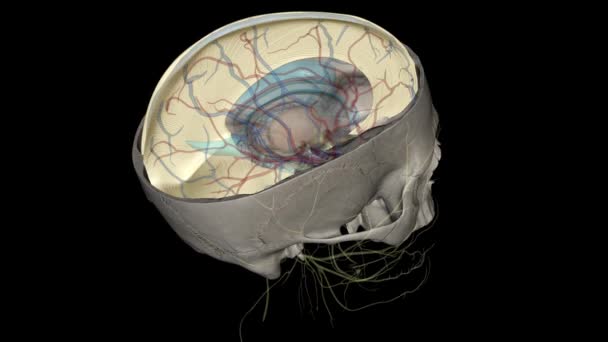 小脑猎鹰 小脑猎鹰 小脑睾丸3D — 图库视频影像