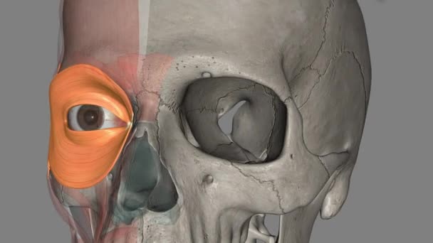 眼睑肌关闭眼睑 并帮助将眼泪从眼部输送到鼻咽管系统中 — 图库视频影像