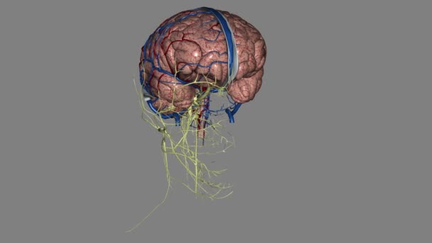 Système Nerveux Comprend Cerveau Moelle Épinière Réseau Complexe Nerfs — Video