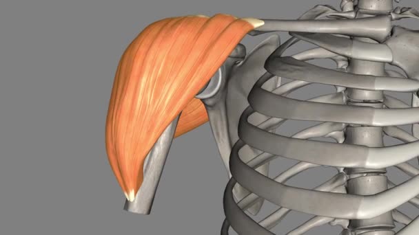 Den Deltoid Muskeln Stor Triangulär Formad Muskel Som Ligger Över — Stockvideo