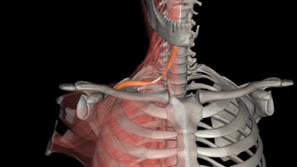 卵形肌是颈部的肌肉 它是一种下颌骨肌肉 — 图库视频影像