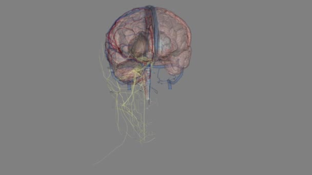神经系统包括大脑 脊髓和复杂的神经网络 — 图库视频影像