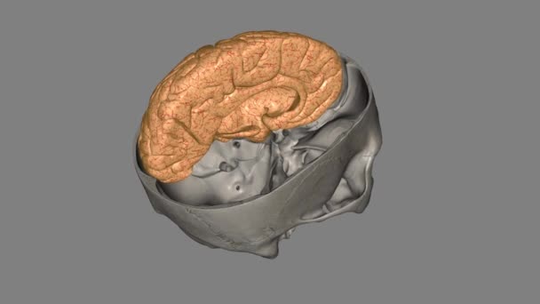 Otak Serebral Kiri Mengontrol Gerakan Sisi Kanan Tubuh — Stok Video