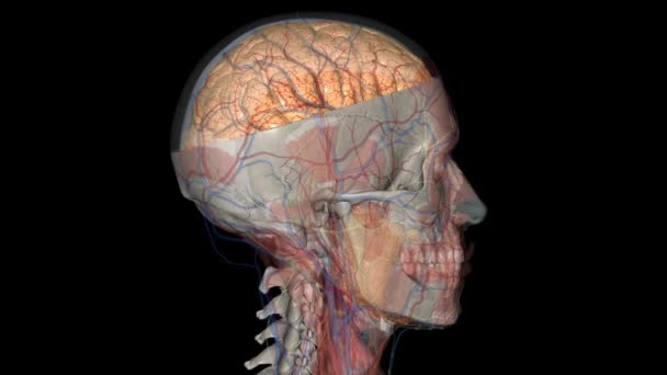 Εγκεφαλικά Ημισφαίρια Χωρίζονται Από Ένα Βαθύ Αυλάκι Διαμήκη Εγκεφαλική Σχισμή — Αρχείο Βίντεο