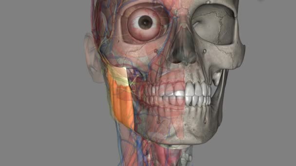 Der Oberflächliche Kopf Allein Des Massetermuskels Funktioniert Indem Eine Vorwölbung — Stockvideo
