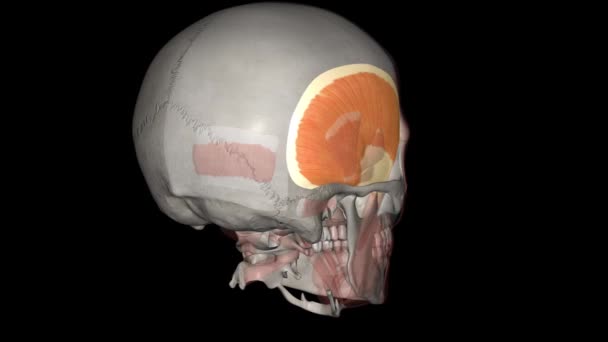 Temporalis Muscle Thin Fan Shaped Muscle Situated Temporal Fossa Skull — Stock Video