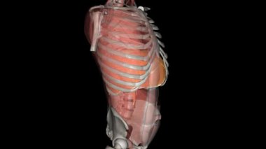 Akciğerlerin altındaki diyafram, solunumun ana kasıdır. .