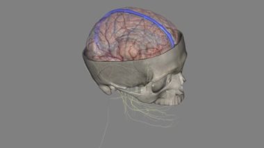 İnsan kafasındaki üst sagittal sinüs, falx serebrinin kenar boşluğu boyunca eşleşmemiş bir bölgedir. .