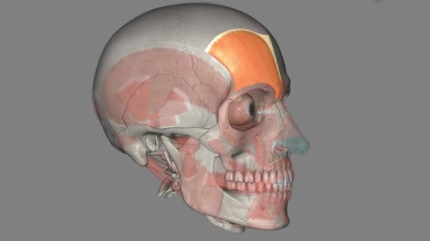 Occipitofrontalis 두라우스 두개골의 일부를 — 비디오