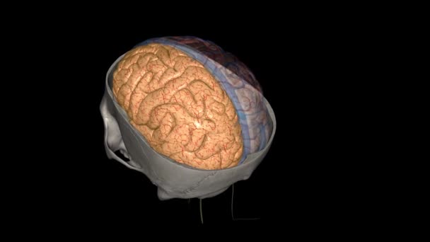 Αριστερό Εγκεφαλικό Ημισφαίριο Ελέγχει Την Κίνηση Της Δεξιάς Πλευράς Του — Αρχείο Βίντεο
