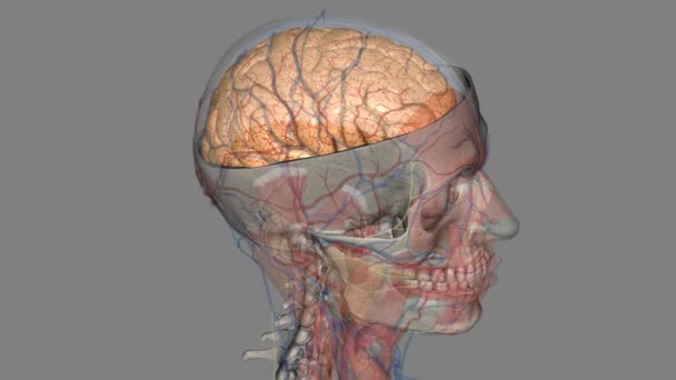 Hemisférios Cerebrais São Separados Por Sulco Profundo Fissura Cerebral Longitudinal — Vídeo de Stock