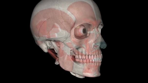 头肌和骨骼3D — 图库视频影像