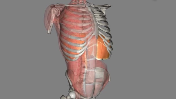 肺の下にある横隔膜は呼吸の主要な筋肉です — ストック動画