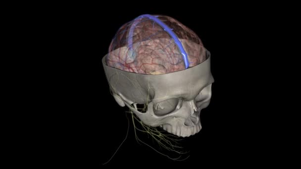 Nsan Kafasındaki Üst Sagittal Sinüs Falx Serebrinin Kenar Boşluğu Boyunca — Stok video