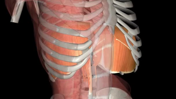 Akciğerlerin Altındaki Diyafram Solunumun Ana Kasıdır — Stok video