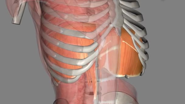 Diaphragm Located Lungs Major Muscle Respiration — Stock Video