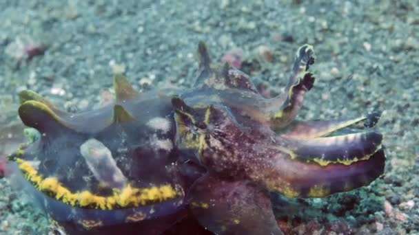 明るいイカMetasepia Pfefferiの水中生活 イカは海底に沿って散歩します 透明度の高い水を背景に 野生の海の自然が魅力的な世界 — ストック動画