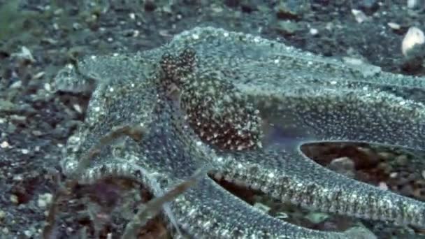 图兰本的蓝紫色章鱼 也被称为普通章鱼 这种头足类动物非常聪明 有能力用它的八只手臂来操纵它的环境 — 图库视频影像