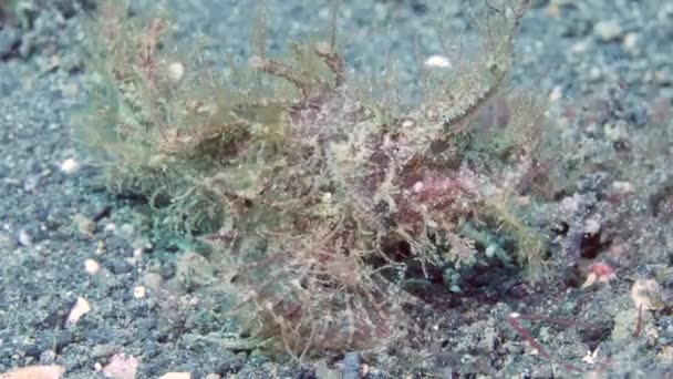 Scorpionfish Mengesankan Dasar Laut Tulamben Scorpionfish Spektakuler Tulamben Tersembunyi Dari — Stok Video