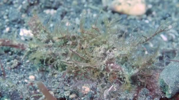 Pteroidichthys Scorpionfish Yang Luar Biasa Bersembunyi Dasar Laut Tulamben Scorpionfish — Stok Video