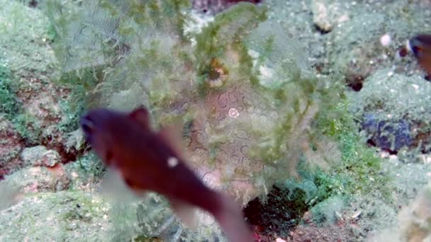 Weedy Scorpionfish Weed Fish Enmascarados Lecho Marino Submarino Océano Pez — Vídeos de Stock