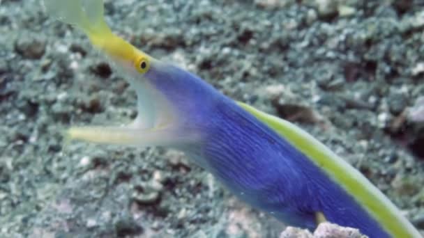 在海底的海底 有一条带鳗鱼Rhinomuraena Quąita 幼鱼通常是蓝色的 而成年的雄鱼则是黄色的 — 图库视频影像
