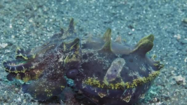 Hábitat Acuático Metasepia Pfefferi Sepia Mientras Atraviesa Fondo Del Océano — Vídeos de Stock