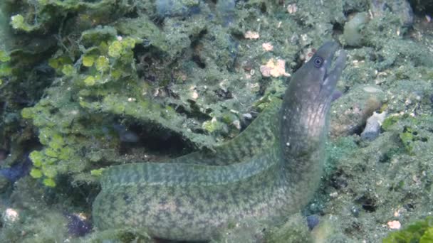 Moray Yılanbalıkları Tulamben Altı Dünyasının Seçkin Sakinleridir Gizemli Yaratıklar Okyanusun — Stok video