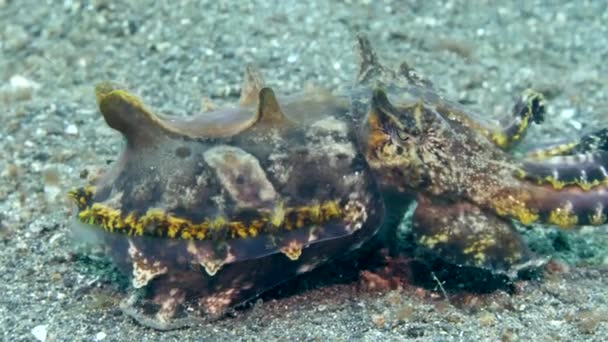 Habitat Van Sprankelende Metasepia Pfefferi Inktvis Als Het Afdwaalt Zeebodem — Stockvideo