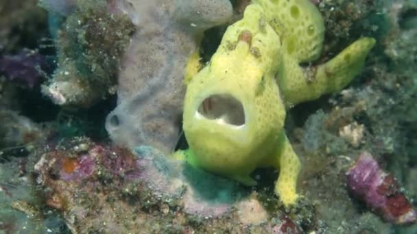 タランベンの水中世界では黄色 スポンジのようなカエルの魚 彼らは色を変更し 彼らの周囲とブレンドする能力のために知られている それらの専門家待ち伏せ捕食者を作る — ストック動画