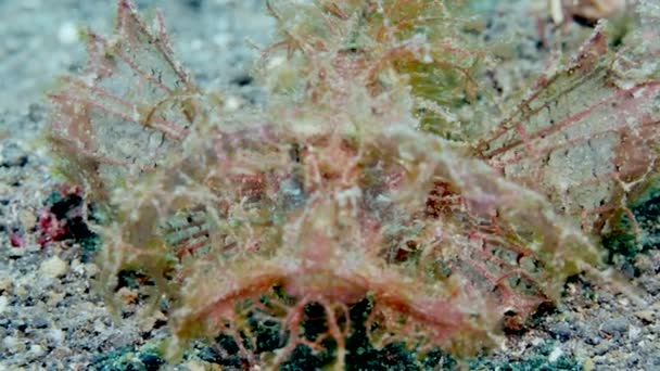 Incrível Scorpionfish Tulamben Praticamente Invisível Fundo Oceano Phenomenal Scorpionfish Escondido — Vídeo de Stock