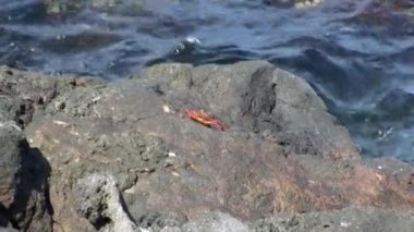 Galapagos Adaları 'ndaki suyun yakınındaki kayalıklardaki kırmızı kaya yengeci. Kanser ürünü, yengeç cinsi, genellikle kırmızı kaya yengeci olarak bilinir..