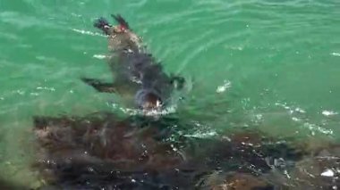 Küçük deniz aslanı, resifteki berrak sulardan duşla çıkıyor, şakacı bir şekilde sudan çıkıyor ve tekrar suya atlıyor. Zarif bir yüzücü, suda süzülerek çevreyi keşfediyor..