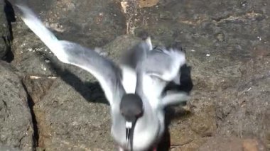 Galapagos Adaları 'ndaki martılara yakın çekim. Galapagos Adaları 'ndaki kuşlar vahşi yaşam ekosisteminin en önemli bileşenleridir..