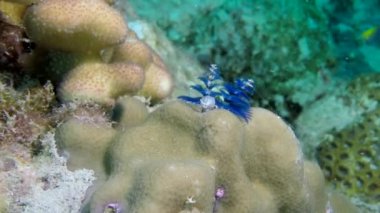 Andaman Deniz Adaları 'nın harika deniz tabanında mercan balığı sürüsü. Renkli mercan resiflerindeki sualtı yaşamı mavi arka plandaki şeffaf berrak suda. Sualtı okyanusunda dalış ve şnorkelle yüzmek.