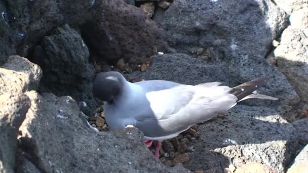 Γλάρος Στα Νησιά Γκαλαπάγκος Πουλιά Στα Νησιά Γκαλαπάγκος Είναι Πιο — Αρχείο Βίντεο
