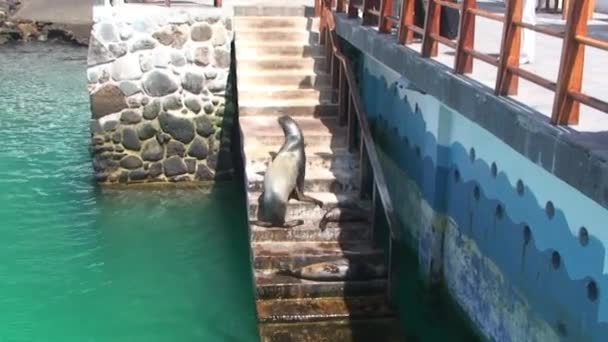 海狮爬上码头的台阶晒太阳 加入了两个小家伙的行列 海狮用鱼鳍抬起笨重的身体 在阳光充足的地方安顿下来 享受温暖 游客们被奇观迷住了 — 图库视频影像
