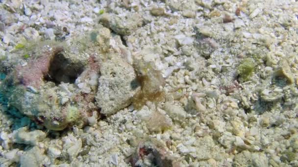 Bacalao Peces Coral Los Maravillosos Fondos Marinos Las Islas Del — Vídeos de Stock