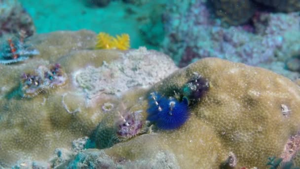 アンダマン海の素晴らしい海底にサンゴの魚の浅瀬 青の背景に透明な水の中にカラフルなサンゴ礁の水中生活 海中でのスキューバダイビングとシュノーケリング Ocean — ストック動画