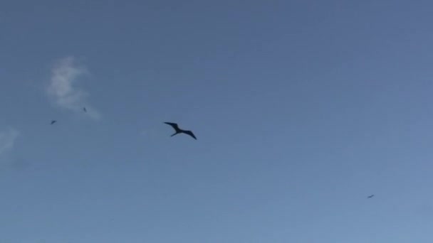 Svarta Fåglar Med Magnifika Fregatter Flyger Himlen Över Galapagosöarna Denna — Stockvideo