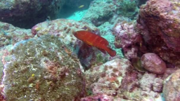 Shoal Peixes Coral Maravilhoso Fundo Marinho Das Ilhas Mar Andamão — Vídeo de Stock