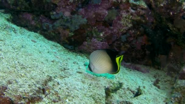 アンダマン海の素晴らしい海底にサンゴの魚の浅瀬 青の背景に透明な水の中にカラフルなサンゴ礁の水中生活 海中でのスキューバダイビングとシュノーケリング Ocean — ストック動画