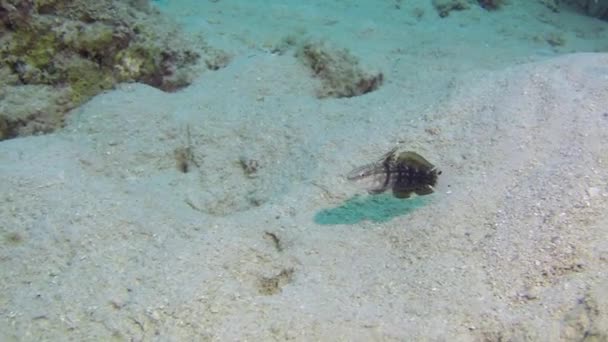在安达曼群岛美丽的海床中的珊瑚鱼的浅滩 在蓝色背景透明的清澈海水中 彩色珊瑚礁上的水下生命 在海底潜水和潜水 — 图库视频影像