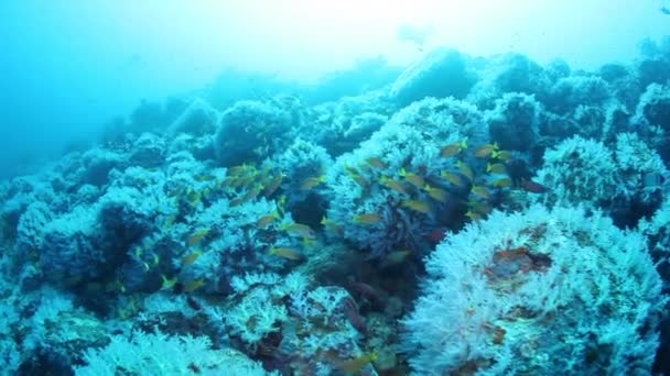 Skal Snappers Underbara Havsbotten Andaman Sea Islands Undervattensliv Färgglada Korallrev — Stockvideo