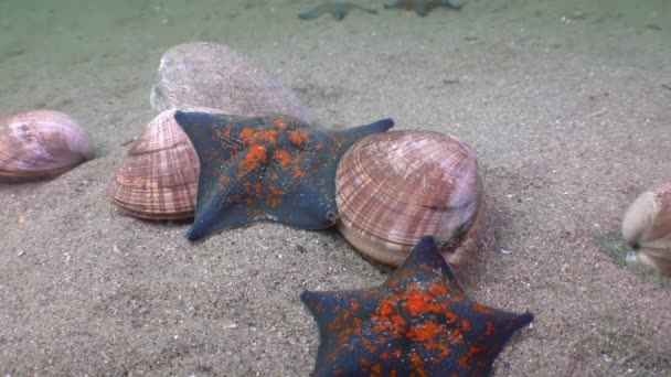 Muschel Und Seesterne Nahaufnahme Vom Sandigen Boden Unter Dem Japanischen — Stockvideo
