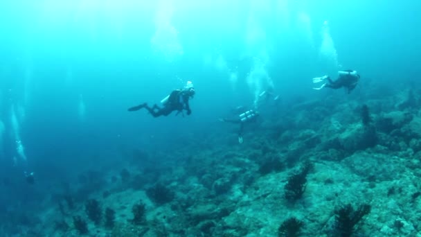 Кольцо Окуней Прекрасном Морском Дне Андаманских Островов Подводная Жизнь Красочных — стоковое видео