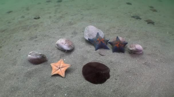 Красивая Раковина Морская Звезда Крупным Планом Песчаного Дна Водой Японского — стоковое видео